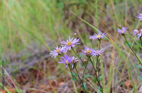 flowers in the meadow