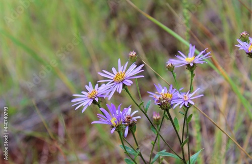 cosmos flower in the field