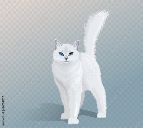 Vector white cat with blue eyes and fluffy tail. Cat standing and looking in camera. Front view illustration
