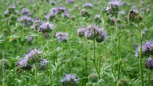 Honey bees collecting pollen from Flowers phacelia