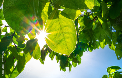  klimaneutral in die Zukunft - Sonnenstrahlen durch grüne Blätter -