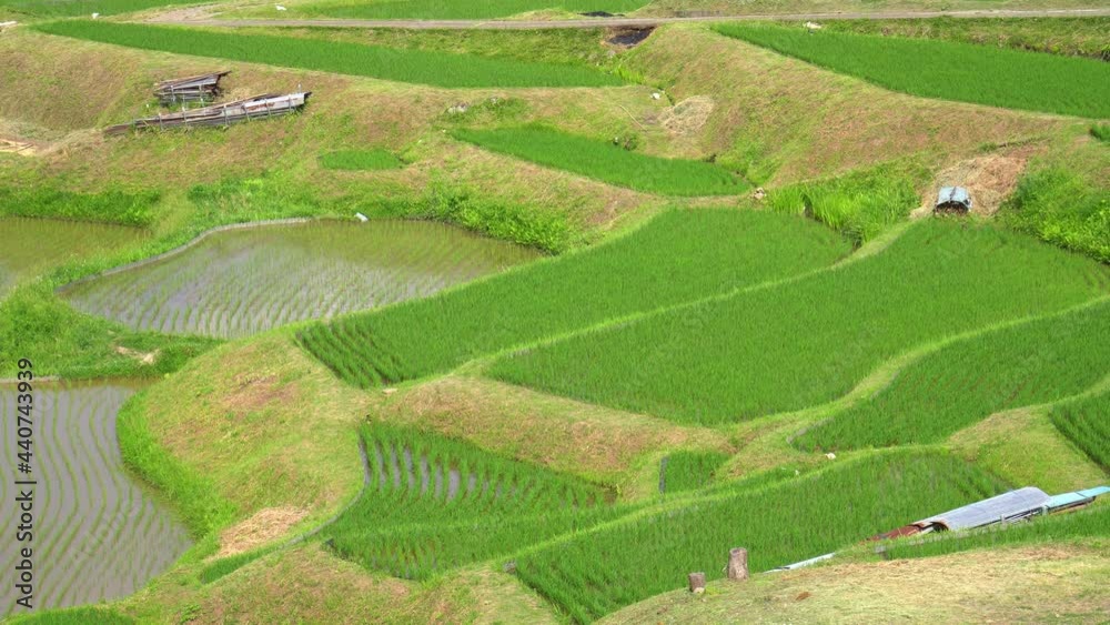 初夏の姨捨の棚田 初夏の姨捨の棚田