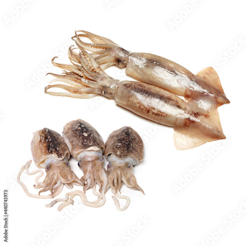 Raw cuttlefish and squid on white background