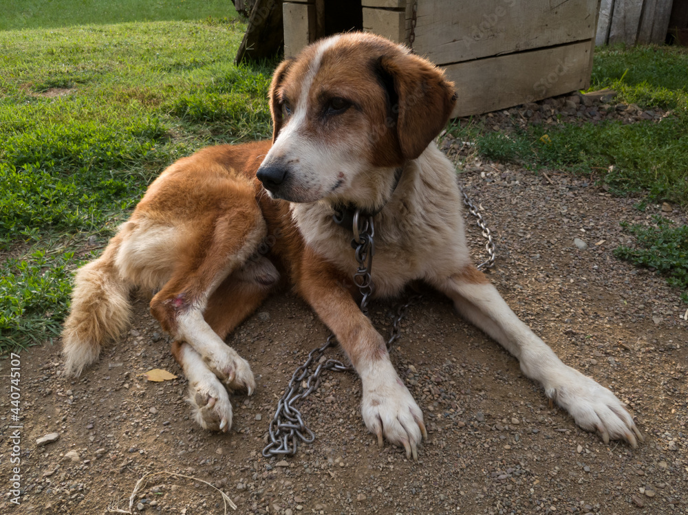 Old weak dog on chain with wound on leg resting on ground near wooden dog house Old weak dog on chain with wound on leg resting on ground near wooden dog house