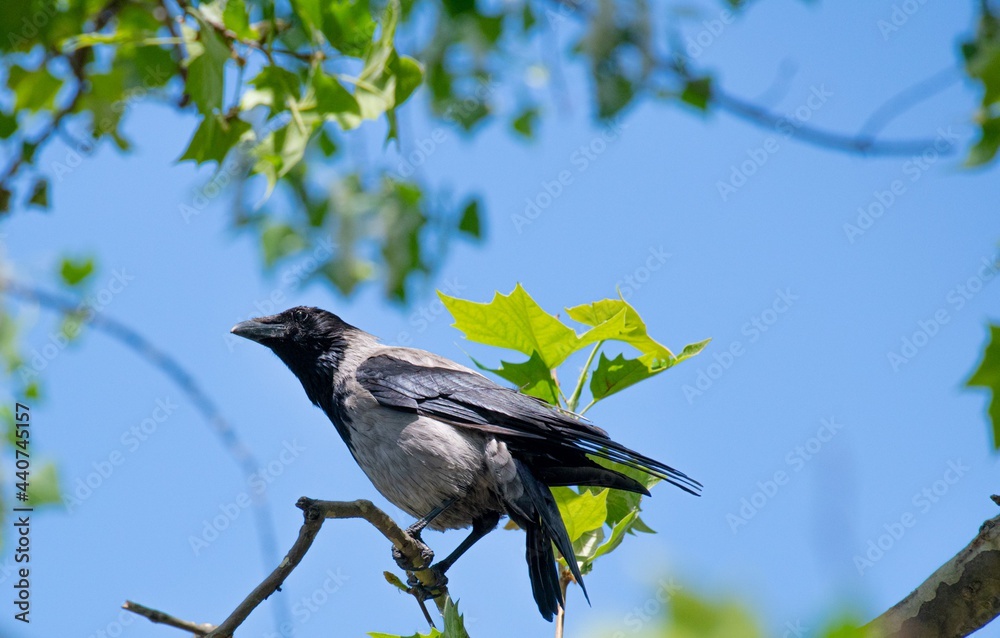one crow sitting high up on a tree branch with blue sky one crow sitting high up on a tree branch with blue sky