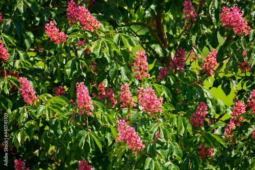 branches on a chestnut tree wit blooming pink flowers close up