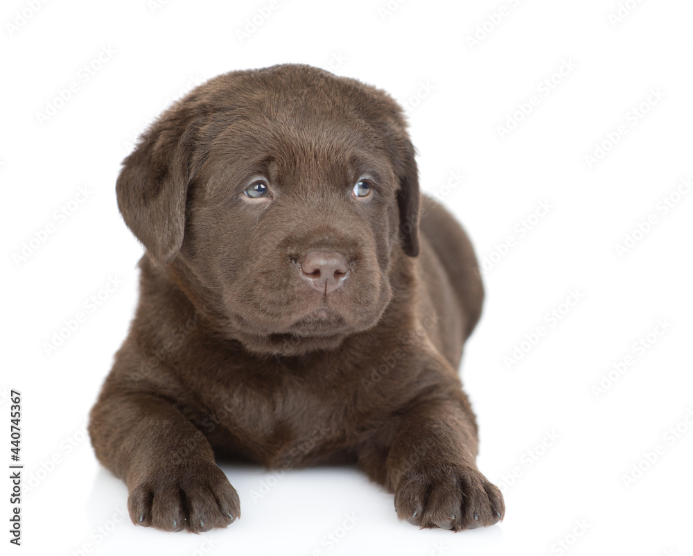 Young puppy Chocolate Labrador Retriever lying in front view. isolated on white background