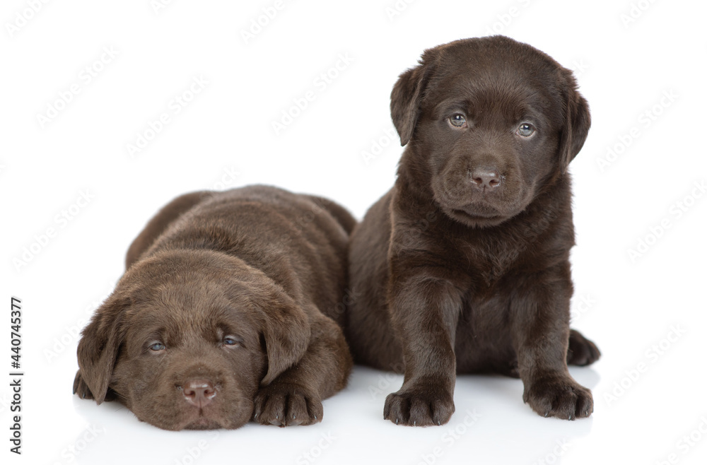 Two young puppies Chocolate Labrador Retriever looks at camera in front view. isolated on white background Two young puppies Chocolate Labrador Retriever looks at camera in front view. isolated on white background