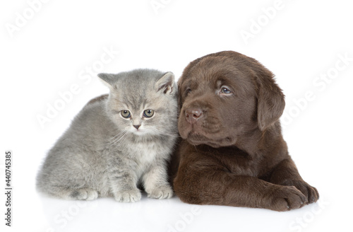 Portrait of a Chocolate Labrador Retriever puppy and tiny kitten. isolated on white background
