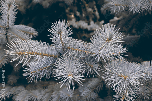 Delicate winter background with fir tree