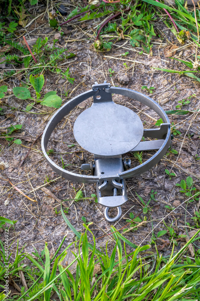 metal veiled trap , masked in green grass , hunting snare device for catching beasts close up metal veiled trap , masked in green grass , hunting snare device for catching beasts close up