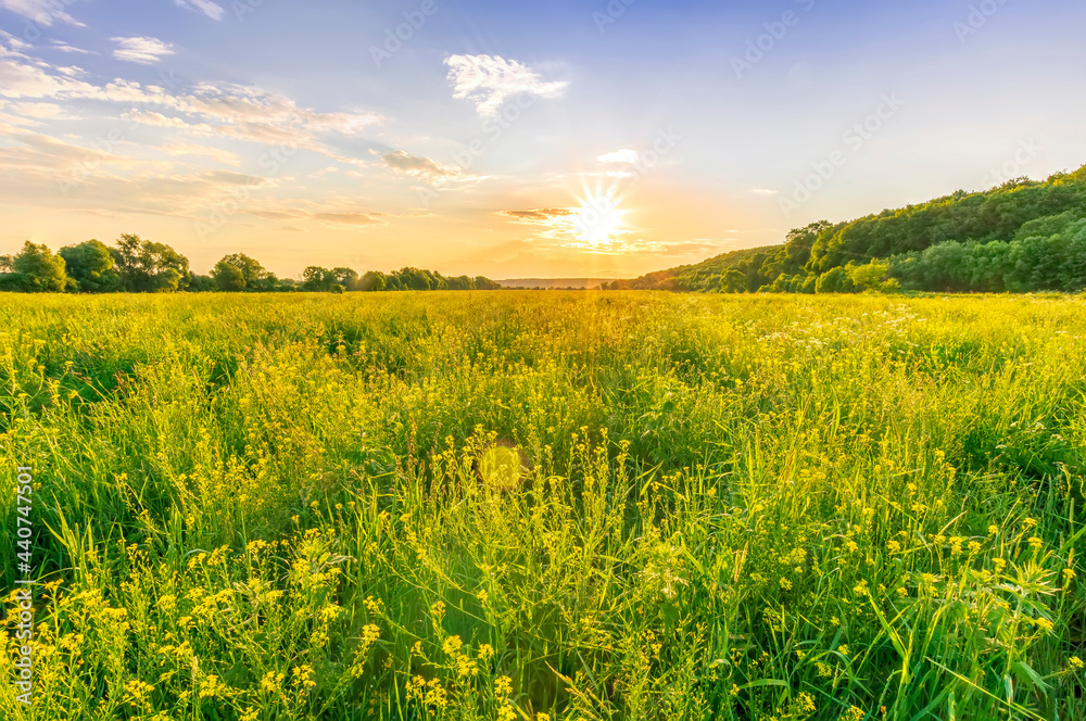 beautiful view from grass in summer flowering yellow valley to a nice sunset or sunrise with sun glow and clouds