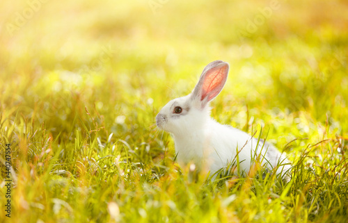 white rabbit on a sunlit lawn
