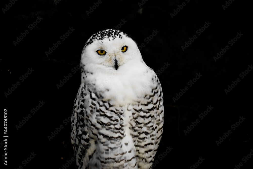 Fototapeta premium Awesome beautiful black white owl
