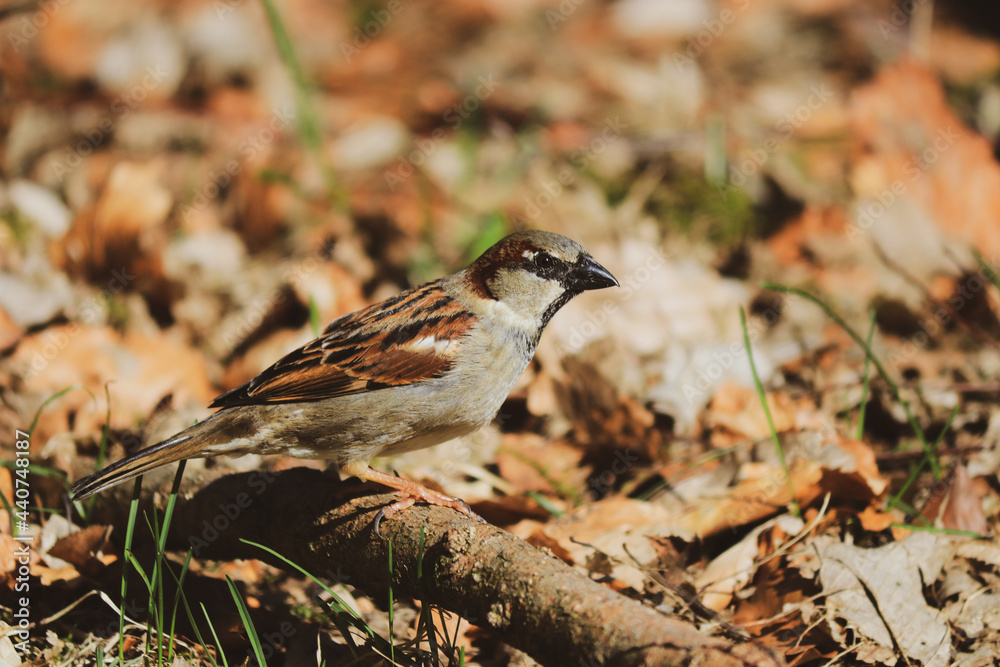 Naklejka premium Cute sparrow on a stick