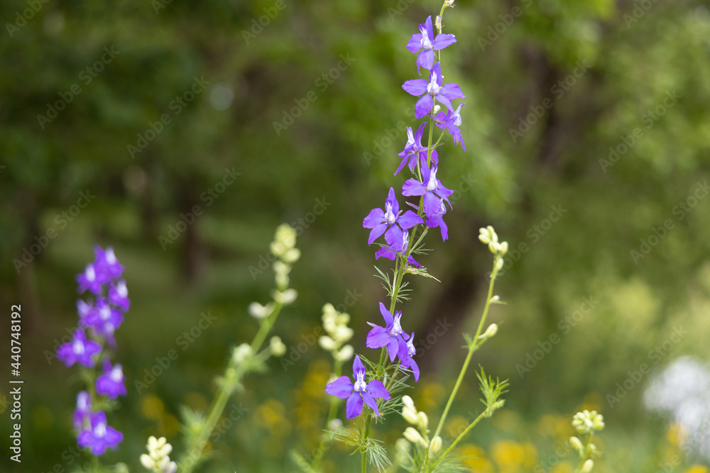 Fototapeta premium 紫の花