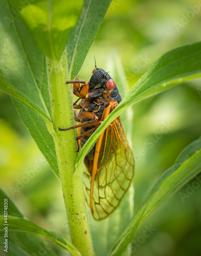 Portrait of a periodical cicada in nature