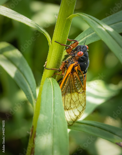 Portrait of a periodical cicada in nature