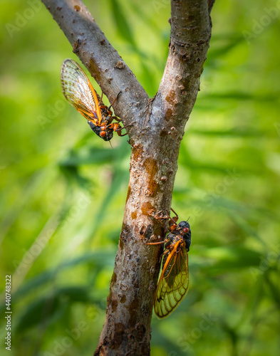 Two cicadas on a small tree