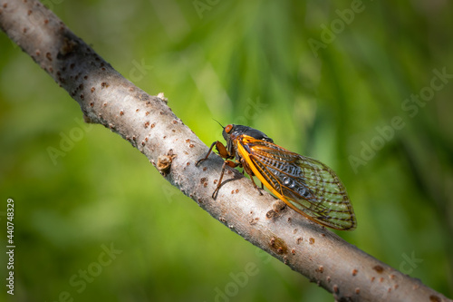 Cicada climbs a tree branch