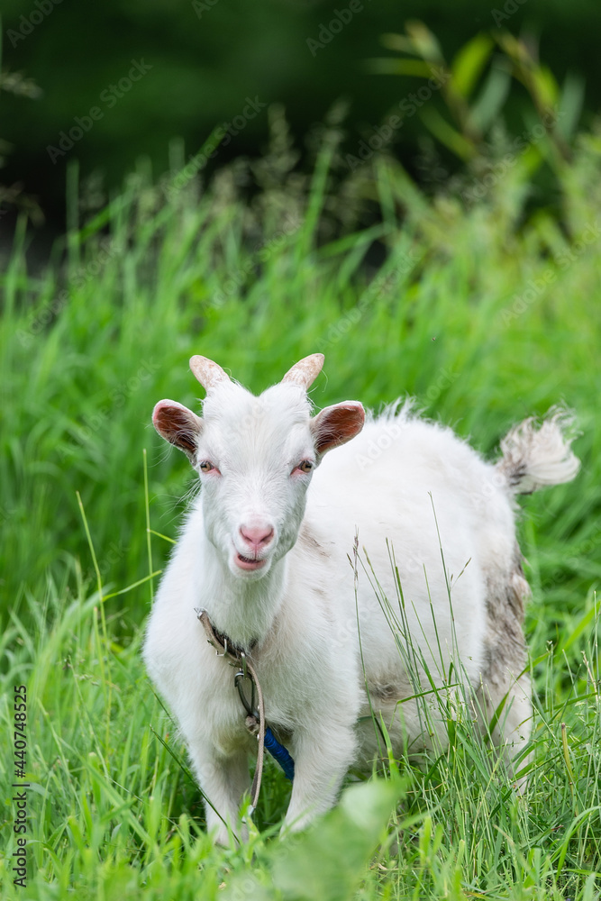 Obraz premium goat on grass.