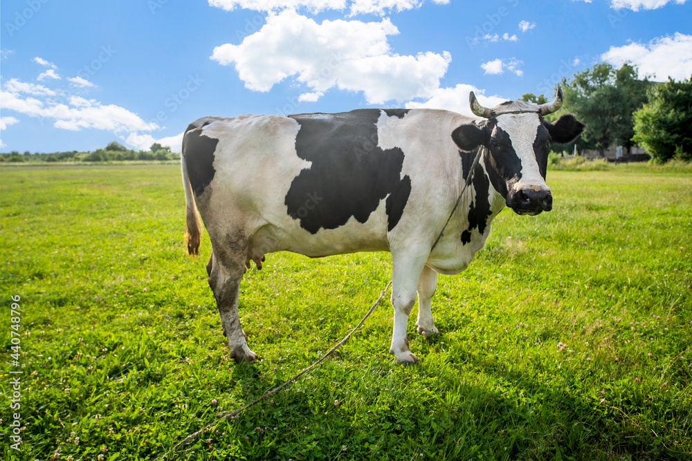 Animal. black and white cow swears on a field covered with grass on a bright day the blue sky is covered with clouds. Pets. Cattle grazing. The farm. Animal. black and white cow swears on a field covered with grass on a bright day the blue sky is covered with clouds. Pets. Cattle grazing. The farm.