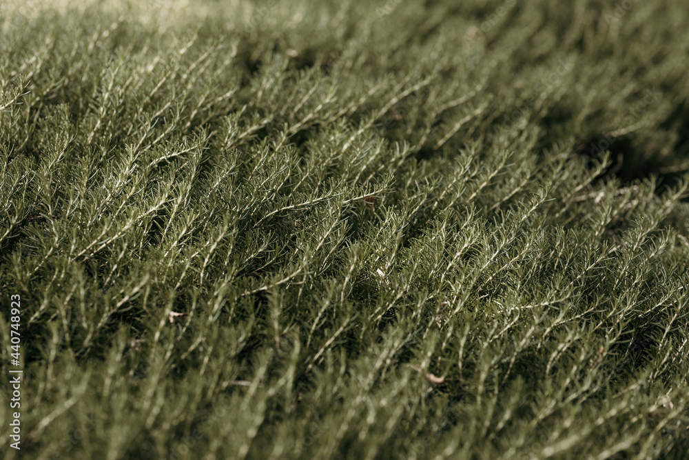 nature poster: cypress nature poster: cypress