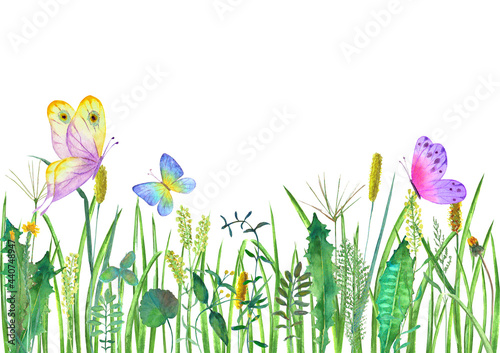 Meadow wild flowers, herbs,...