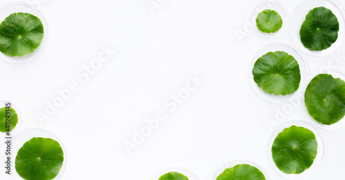 Fresh green centella asiatica leaves in petri dishes on white background.