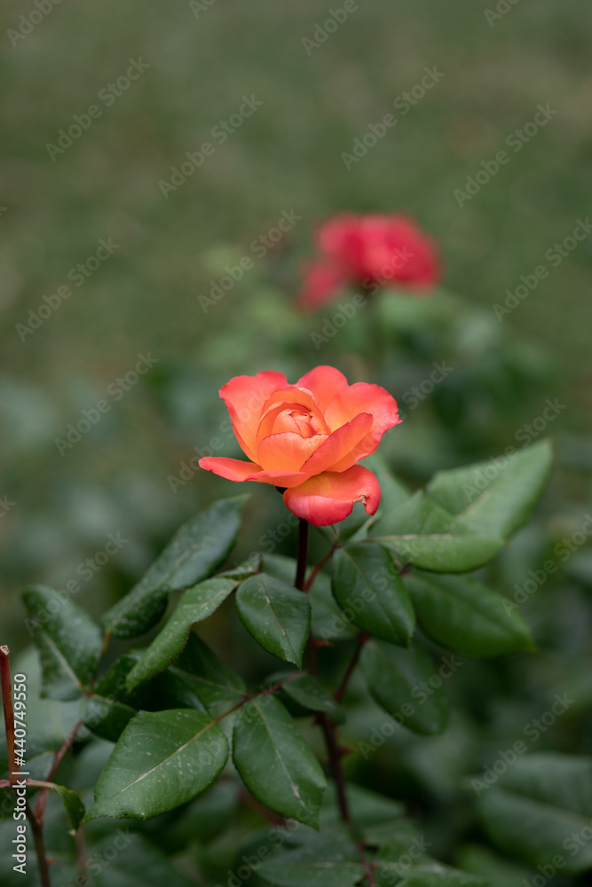 Obraz premium nature poster: roses