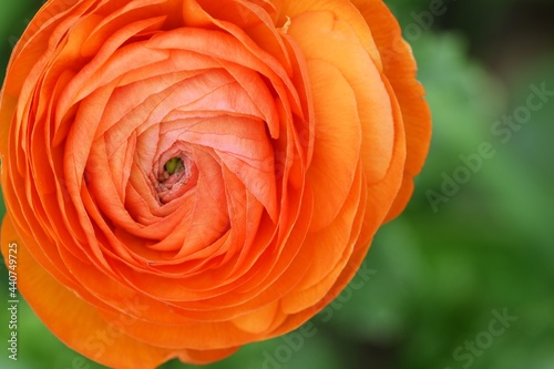 Persian buttercup orange flower closeup.