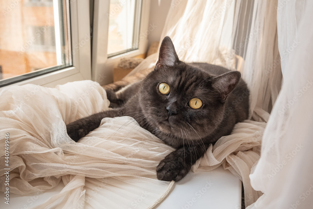 Сute cat looks at camera laying on windowsill on crumpled ivory tulle Сute cat looks at camera laying on windowsill on crumpled ivory tulle