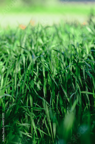 Green grass background. Nature grass leaf texture with bokeh background.