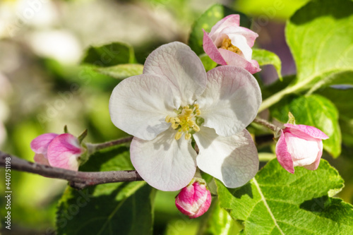 Real pretty blooming apple tree flower