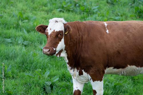 Ayrshire cow in the field, Ireland photo