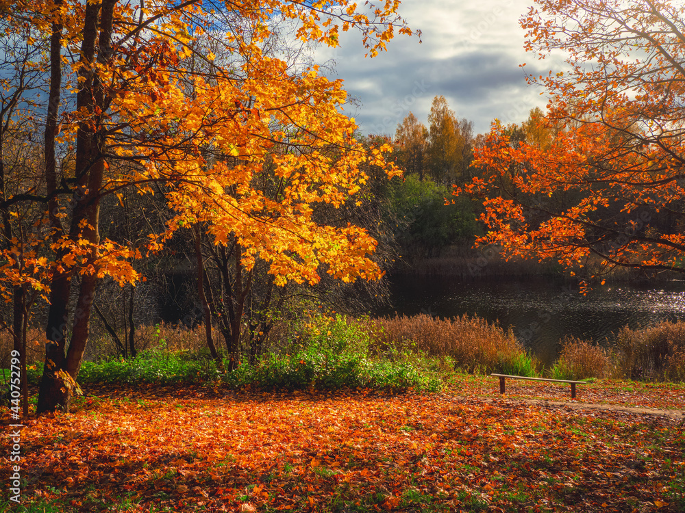 Yellow maple tree on a bright natural sunny autumn background Yellow maple tree on a bright natural sunny autumn background