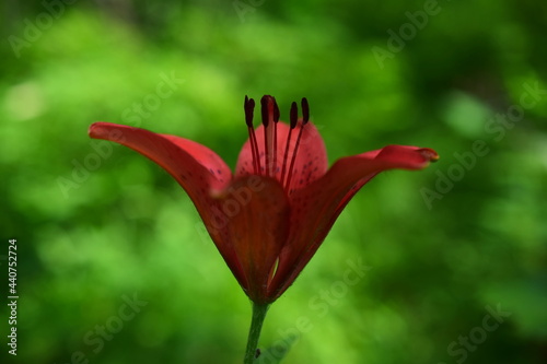 Profile of the red lily. Wild flower closeup. 