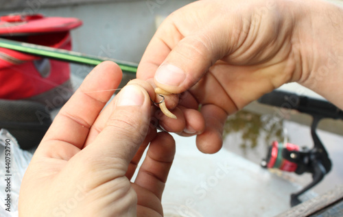 Close-up of a young hand of a Caucasian male fisherman stringing a maggot on a fishing rod hook against the backdrop of a pond. Topic  bait for carp  bream  perch  crucian carp