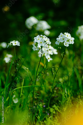 Spring white blossom flowers blooming in the field