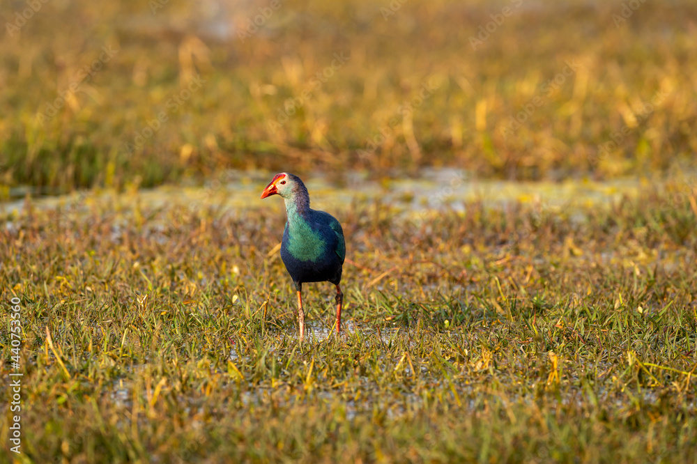 Fototapeta premium Western swamphen or Purple Moorhen or Porphyrio porphyrio head on portrait in wetland of keoladeo national park or bharatpur bird sanctuary rajasthan india