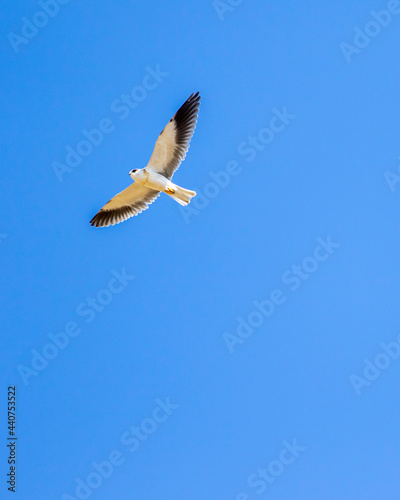black shouldered kite or black winged kite with full wingspan in flight at forest of central india - Elanus axillaris photo