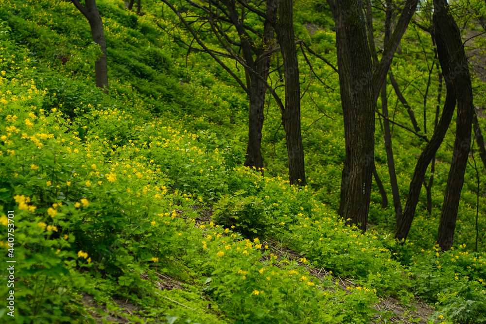 Obraz premium Green trees. Park with blooming flowers and grass.