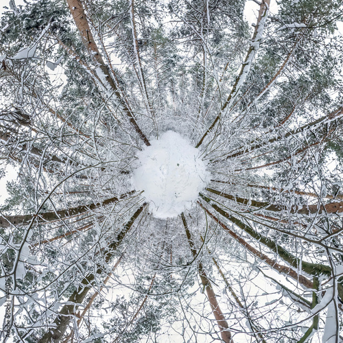 Winter tiny planet in snow covered pinery forest. transformation of spherical panorama 360 degrees. Spherical abstract aerial view in forest. Curvature of space.