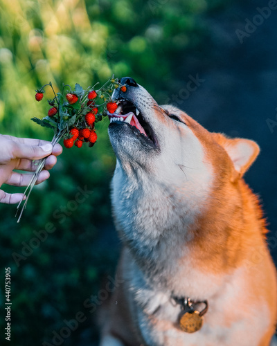 Dog eating strawberries