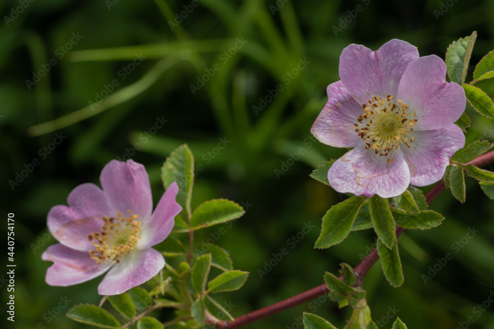 rosa-gelbfarbene Blüte