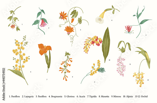 Fotografie Spring exotic flowers. Vector vintage botanical illustration. Set