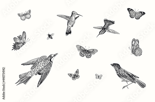 Birds and butterflies. Vector vintage illustration. Set. Black and white