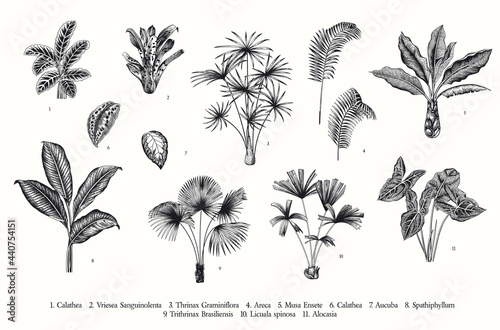 Exotic palms. Vector vintage botanical illustration. Set. Black and white