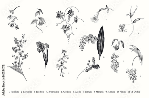 Spring exotic flowers. Vector vintage botanical illustration. Set. Black and white