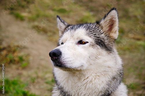Husky dog pricked up his ears and sniffed air.
